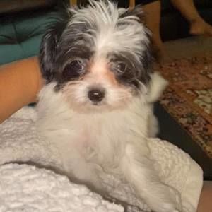 Meet your Posher, Reginald